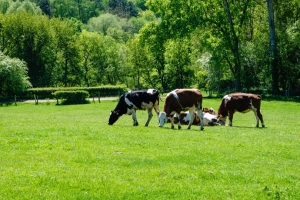 𝗣𝗮𝗻 𝗛𝗲𝗿𝗯𝗲 : l'avenir de la production à l'herbe dans le Saulnois