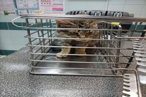 Chat perdu... avec collier à Juvelize